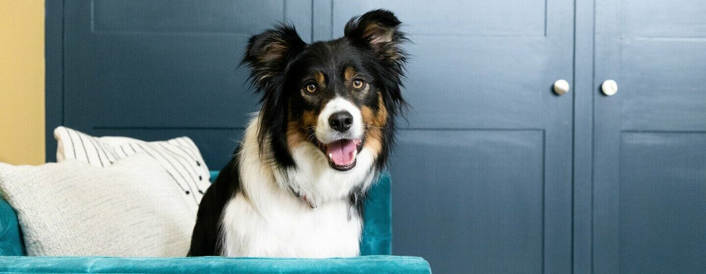 Find the perfect sales dog